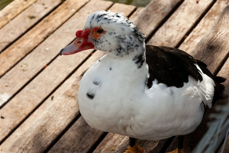 Patos