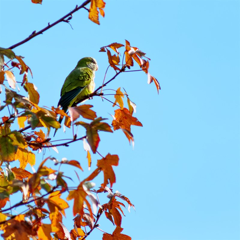 Pajaros