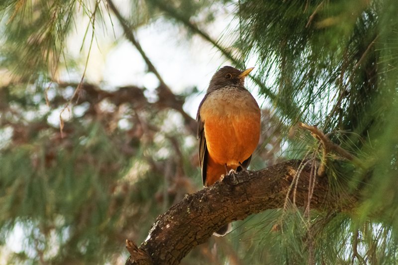 Pajaros