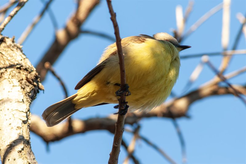 Pajaros